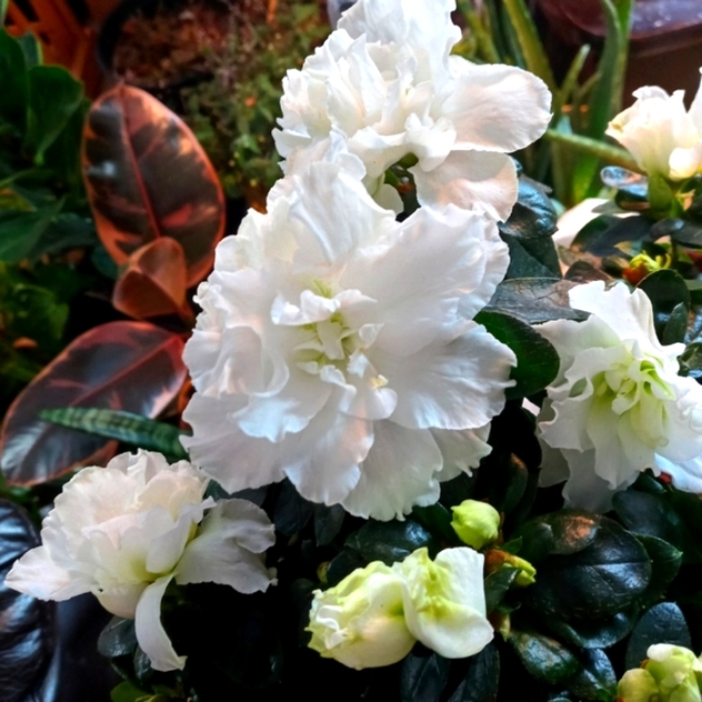 Plant: Azalea